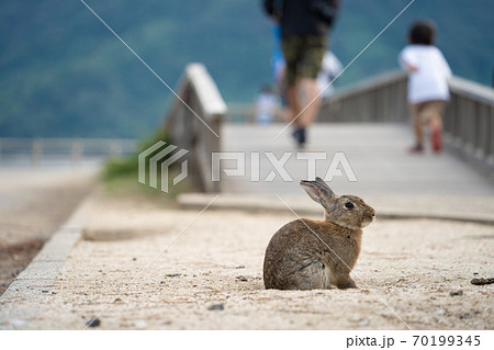 【うさぎ島】大久野島に暮らす野生のうさぎ 70199345