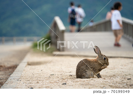 【うさぎ島】大久野島に暮らす野生のうさぎ 【うさぎ島】大久野島に暮らす野生のうさぎ 70199349