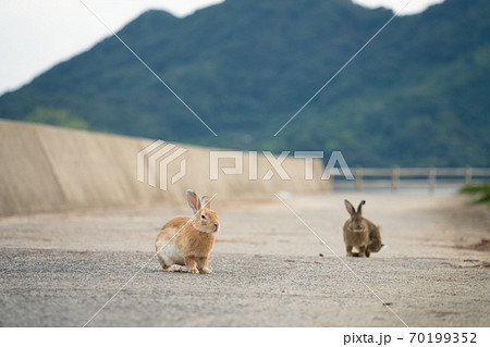 【うさぎ島】大久野島に暮らす野生のうさぎ 70199352