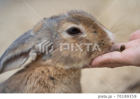 【うさぎ島】大久野島に暮らす野生のうさぎ 70199359