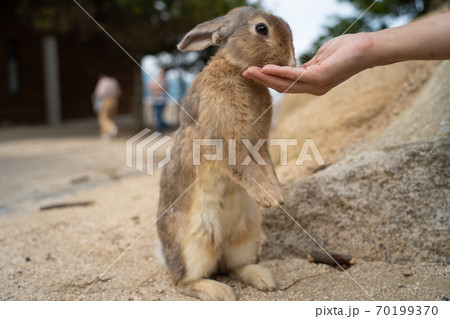【うさぎ島】大久野島に暮らす野生のうさぎ 70199370