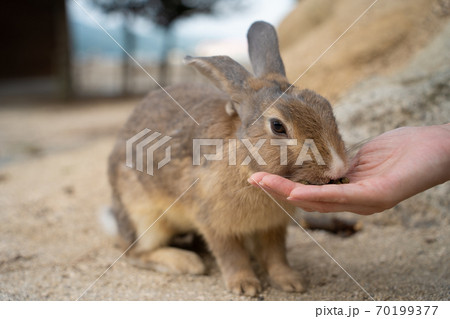 【うさぎ島】大久野島に暮らす野生のうさぎ 【うさぎ島】大久野島に暮らす野生のうさぎ 70199377