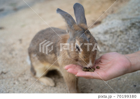 【うさぎ島】大久野島に暮らす野生のうさぎ 【うさぎ島】大久野島に暮らす野生のうさぎ 70199380