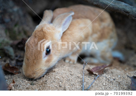 【うさぎ島】大久野島に暮らす野生のうさぎ 【うさぎ島】大久野島に暮らす野生のうさぎ 70199392