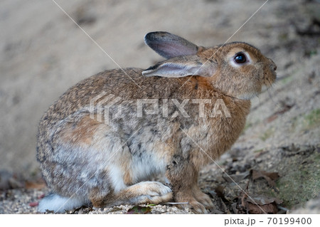 【うさぎ島】大久野島に暮らす野生のうさぎ 70199400