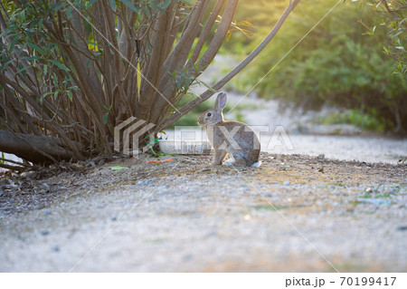 【うさぎ島】大久野島に暮らす野生のうさぎ 70199417