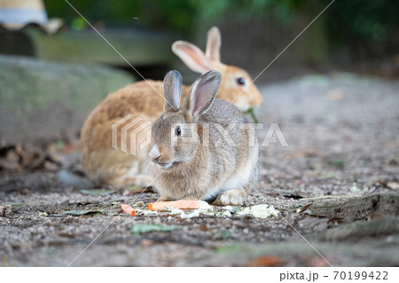 【うさぎ島】大久野島に暮らす野生のうさぎ 70199422