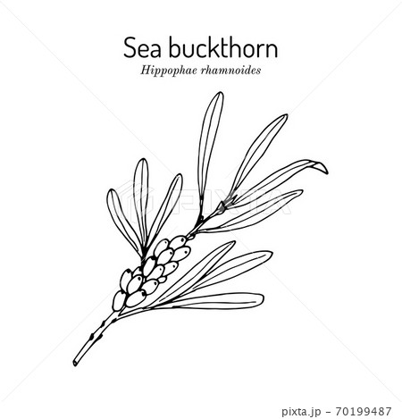 branch of sea buckthorn branch of sea buckthorn 70199487