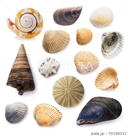 Big collection of seashells isolated on a white background Big collection of seashells isolated on a white background 70199552