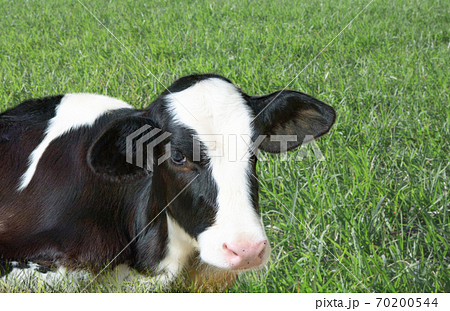 草地にしゃがむホルスタインのかわいい子牛の写真素材