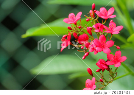 Peregrina, Cotton leaved jatropha, Spicy jatropha red flowers and green leaves 70201432