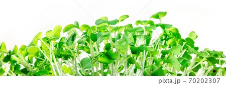 Micro greens panorama, a header with many vibrant sprouts Micro greens panorama, a header with many vibrant sprouts 70202307
