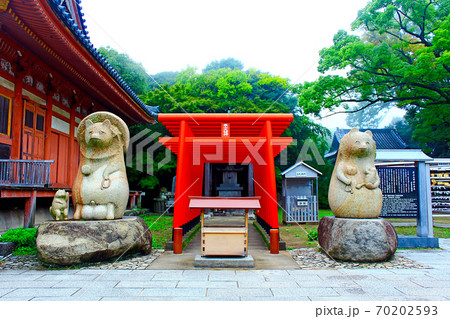 【香川】高松 屋島寺 蓑山大明神の狸と鳥居 【香川】高松 屋島寺 蓑山大明神の狸と鳥居 70202593