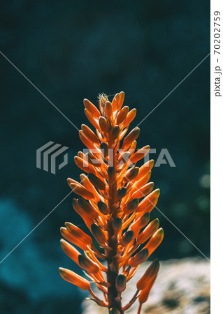 Close-up of the top of a raceme of aloe arborescens Close-up of the top of a raceme of aloe arborescens 70202759