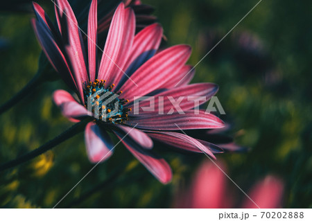 Pink osteospermum ecklonis flower Pink osteospermum ecklonis flower 70202888