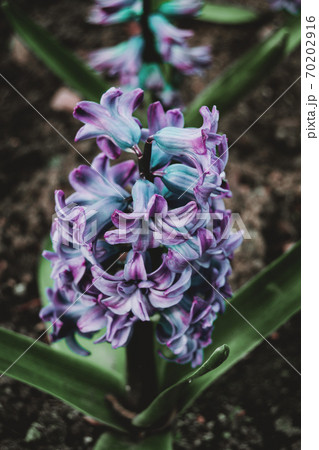 Close-up of an inflorescence of blue and lilac flowers 70202916