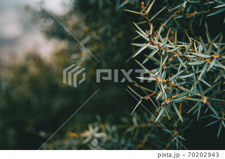 Close-up of leaves of juniperus oxycedrus 70202943