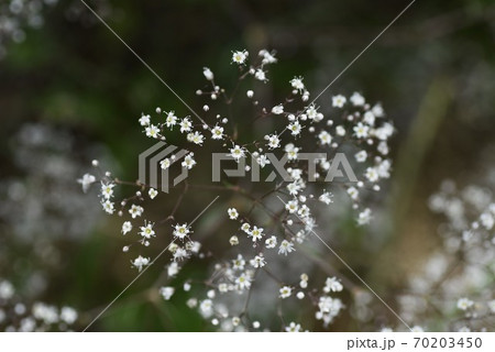 カスミソウ カスミソウ 70203450