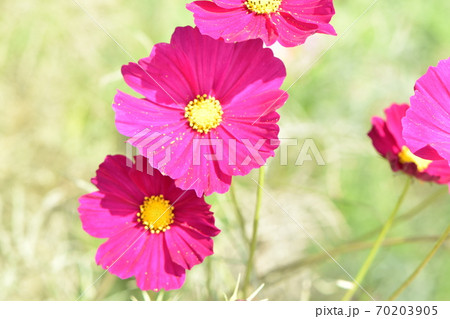 爽やかな秋の風に揺れる可愛いコスモスの花の写真素材