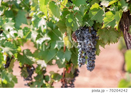 Vineyards at sunset in autumn harvest. Ripe grapes in fall. Vineyards at sunset in autumn harvest. Ripe grapes in fall. 70204242
