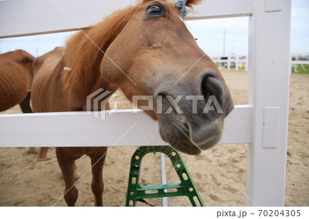 馬の顔のアップ 70204305