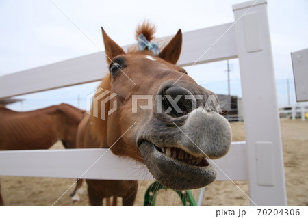 馬の顔のアップ 70204306