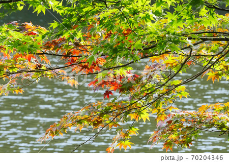 色づくもみじ 70204346