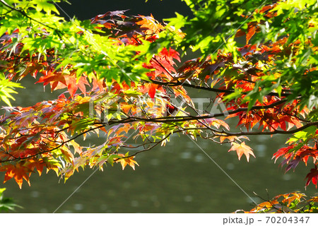 色づくもみじ 色づくもみじ 70204347