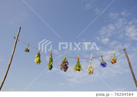 fresh variuos summer medical herbs bunches on string fresh variuos summer medical herbs bunches on string 70204564