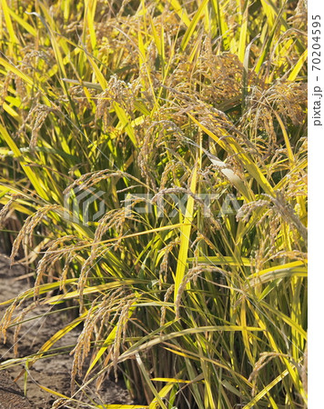 農業イメージ(稲作) 農業イメージ(稲作) 70204595