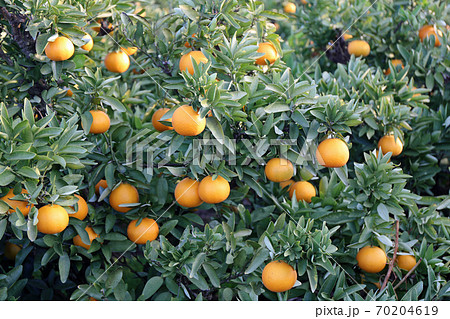 伊予柑畑 70204619
