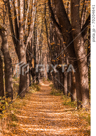 Autumn in the forest. Perspective of the path in fall park whith bright fallen autumn leaves on road in sunny morning light, toned photo 70204641
