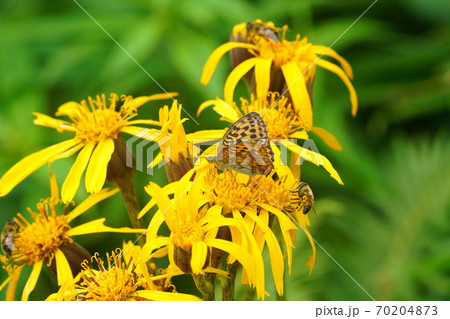 マルバダケブキの蜜を吸うコヒョウモン マルバダケブキの蜜を吸うコヒョウモン 70204873