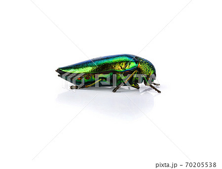 Jewel beetle (Buprestidae) on white background . 70205538
