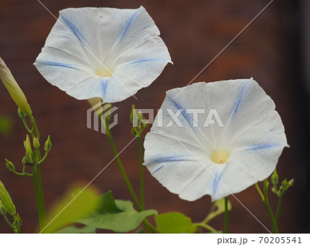 朝顔 70205541