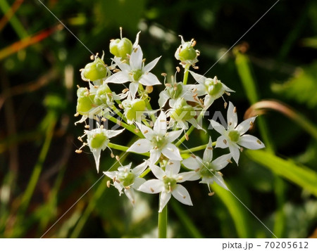 野に咲く花ニラ 野に咲く花ニラ 70205612