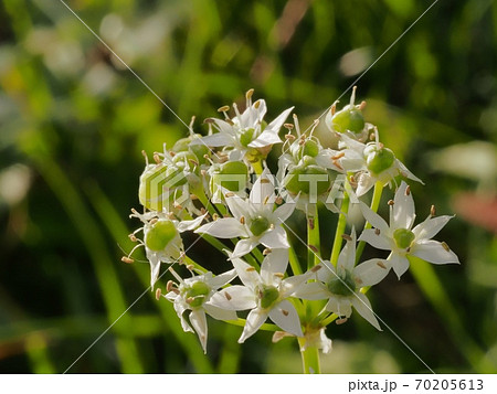野に咲く花ニラ 野に咲く花ニラ 70205613