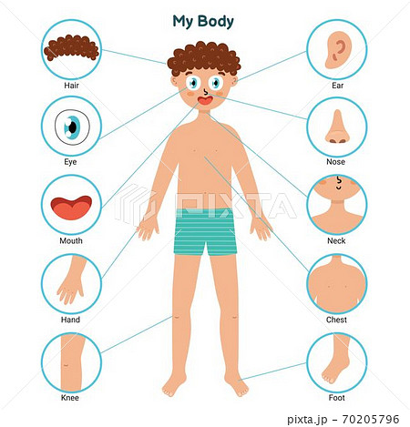 Body parts educational posters with a boy....のイラスト素材 [70205796] - PIXTA