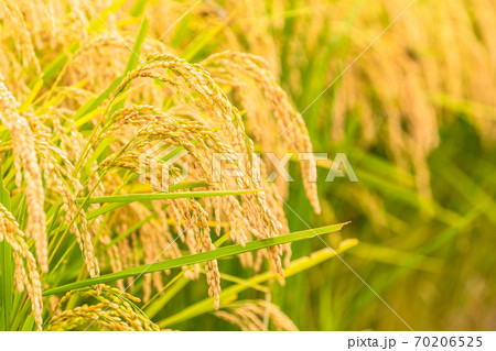 お米・黄金色の稲穂 70206525