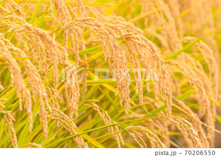 お米・黄金色の稲穂 70206550