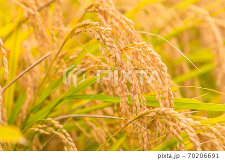お米・黄金色の稲穂 お米・黄金色の稲穂 70206691