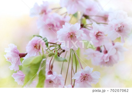 小諸八重紅枝垂桜 コモロヤエベニシダレ 桜の花 クローズアップ 小諸八重紅枝垂桜 コモロヤエベニシダレ 桜の花 クローズアップ 70207062