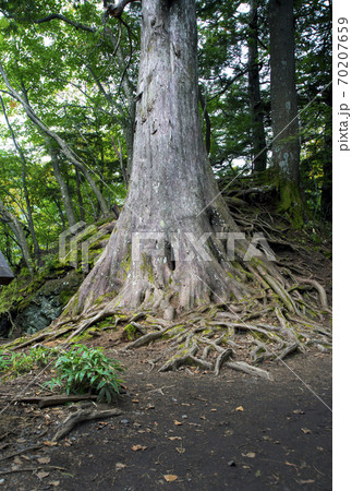 日光・湯ノ湖畔　国立公園内にある湯ノ湖一周ハイキング 70207659