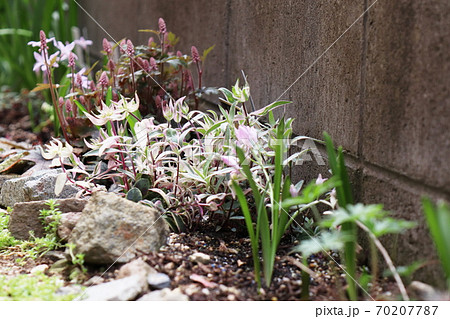 春 庭の半日春 陰の細い花壇 チオノドグサ ティアレラ フロックス の写真素材
