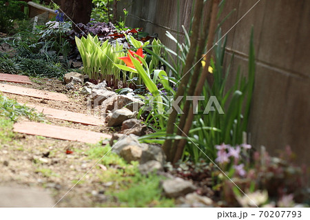春 庭の半日陰の細い花壇 チオノドグサ スイセン アイリス チューリップ ギボウシ ヒューケラ の写真素材