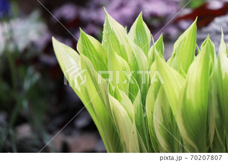 春のギボウシの芽生え 70207807