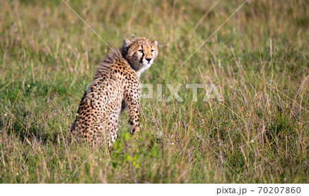 A cheetah sits in the grass landscape of the savanna of Kenya A cheetah sits in the grass landscape of the savanna of Kenya 70207860