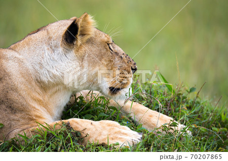 The portrait of a lioness, she lies in the grass in the savannah The portrait of a lioness, she lies in the grass in the savannah 70207865