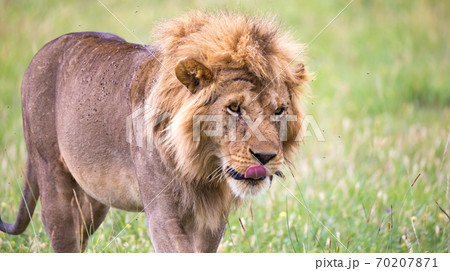 A big male lion is walking in the savannah 70207871