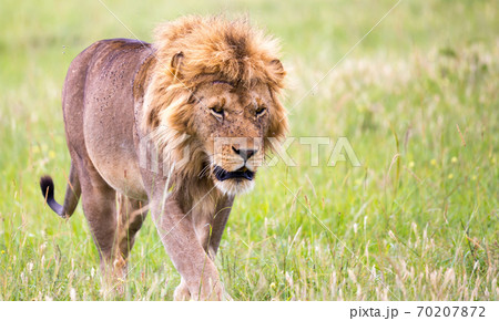 A big male lion is walking in the savannah A big male lion is walking in the savannah 70207872